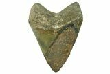 Serrated, Fossil Megalodon Tooth - North Carolina #382614-2
